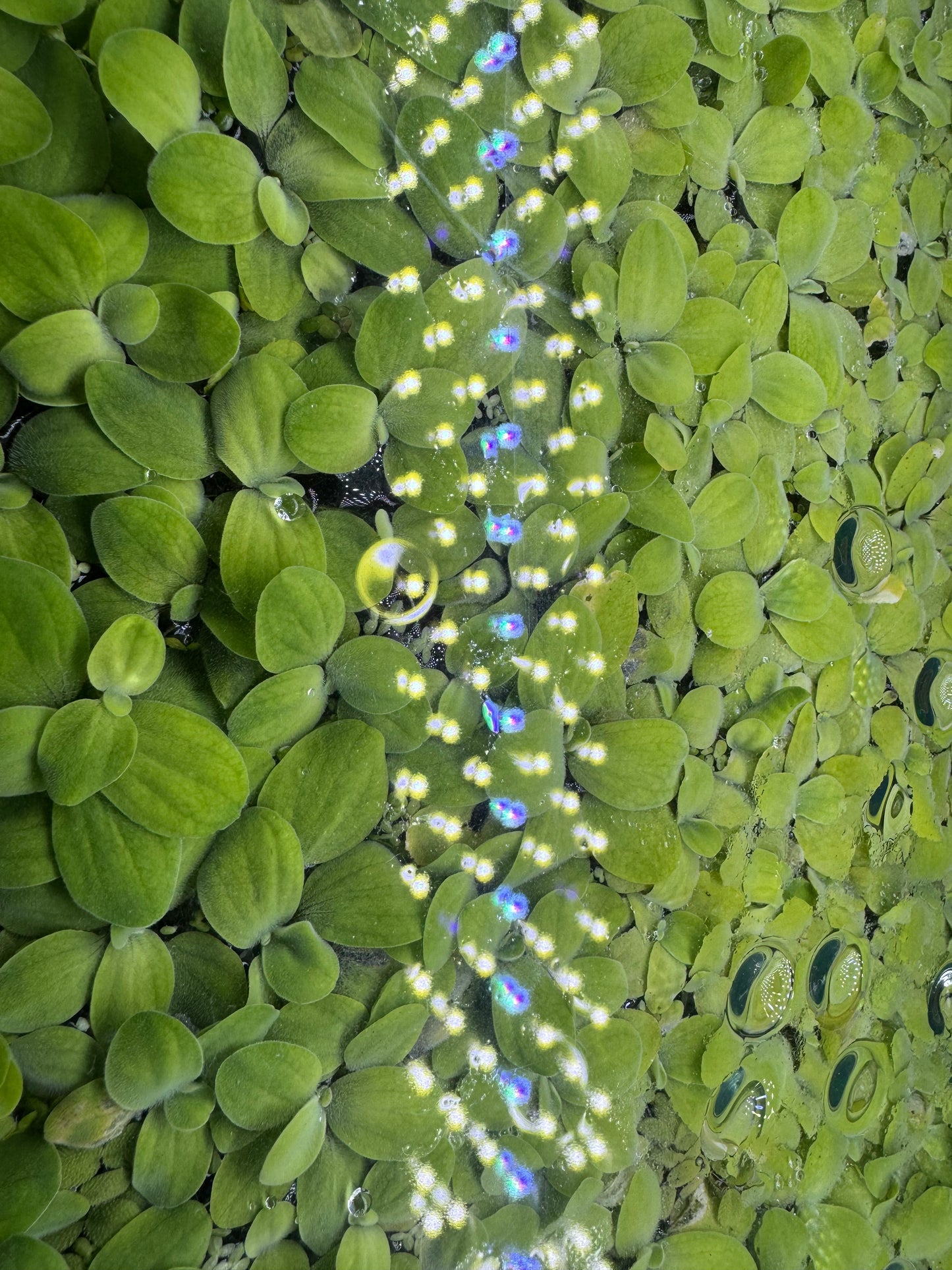 Dwarf Water Lettuce