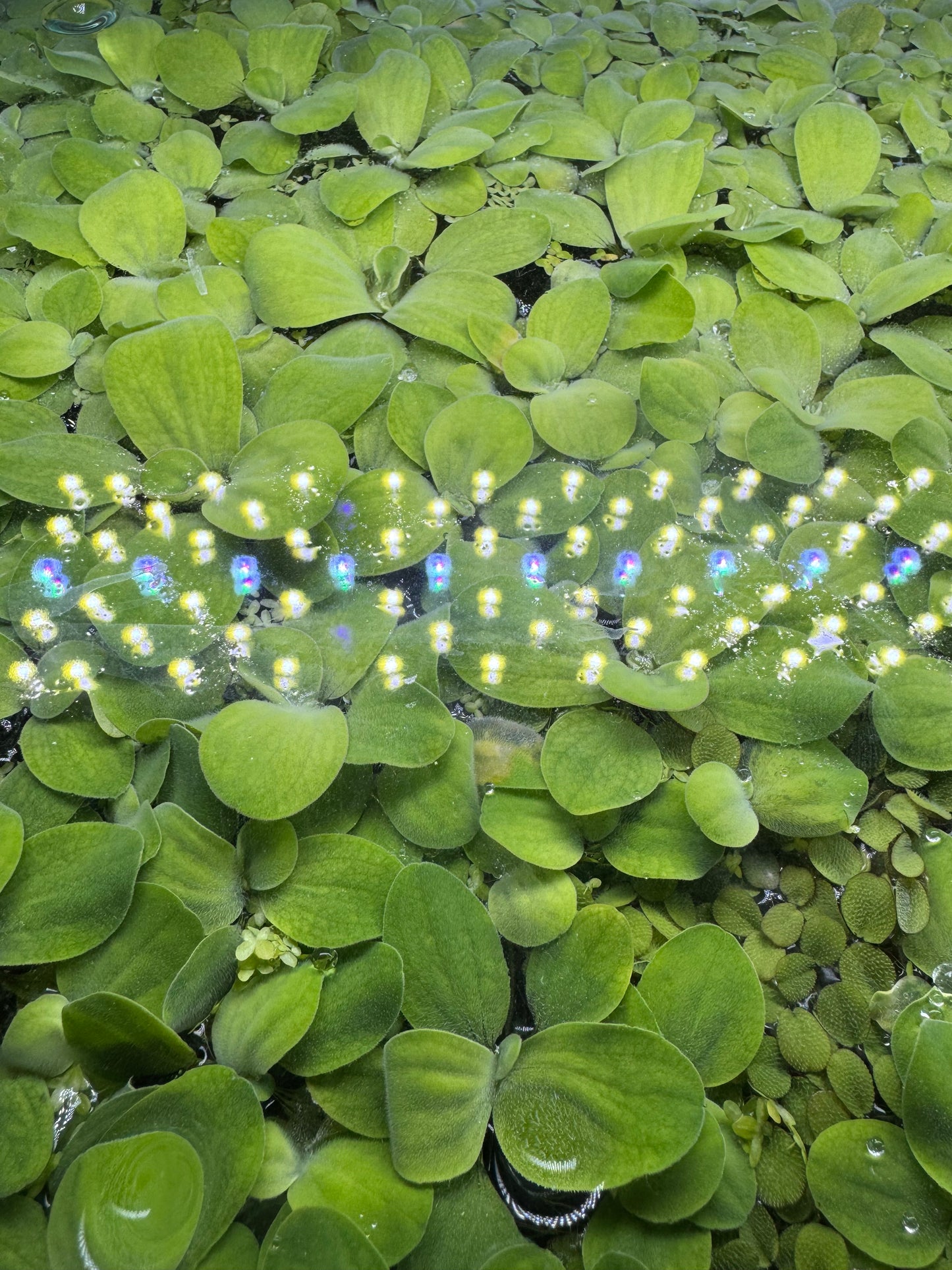Dwarf Water Lettuce