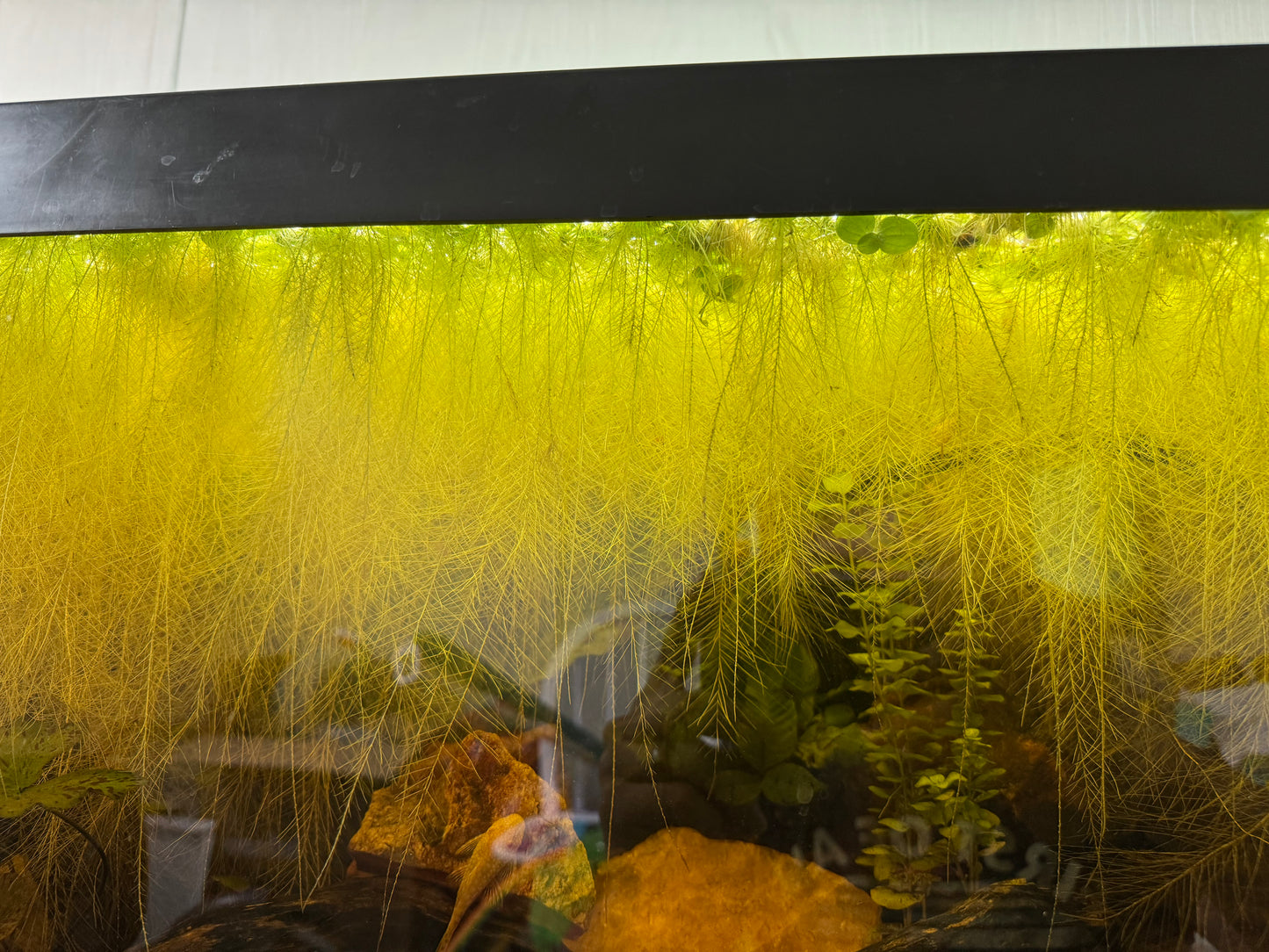 Dwarf Water Lettuce