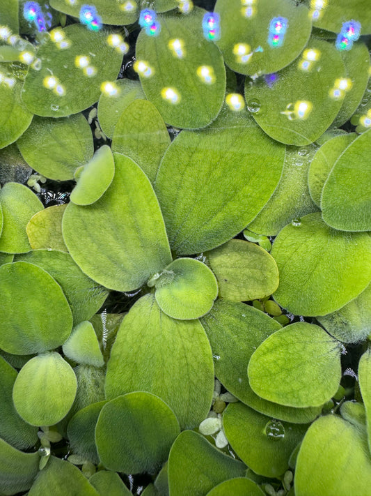 Dwarf Water Lettuce
