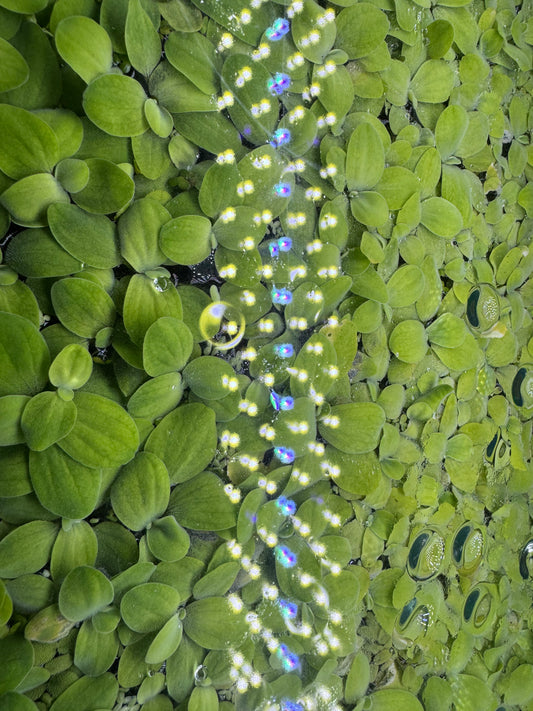 Dwarf Water Lettuce